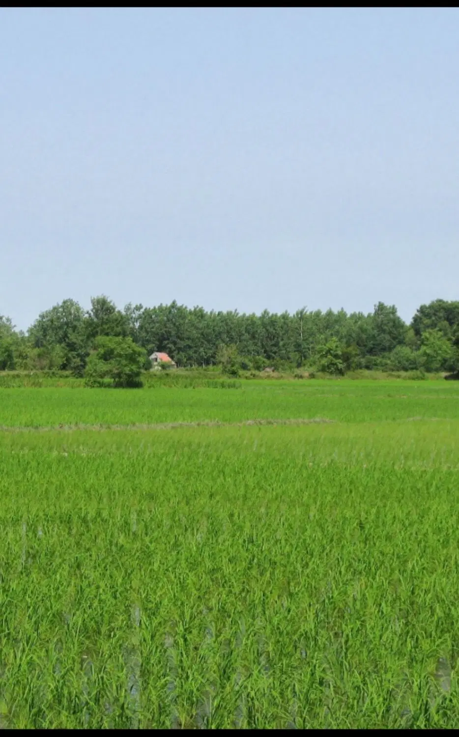 شالیزار