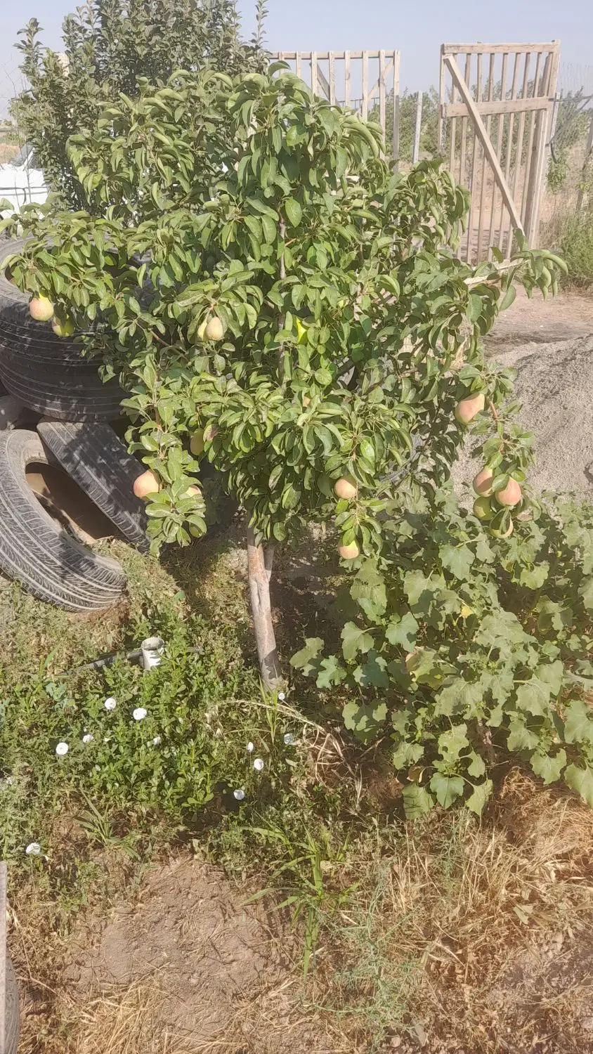 باغ ب متراژ ۵۰۰ متر