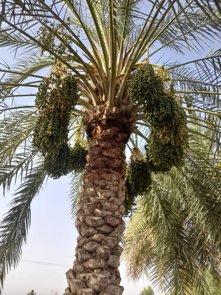 ۲۰ هکتار زمین کشاورزی
