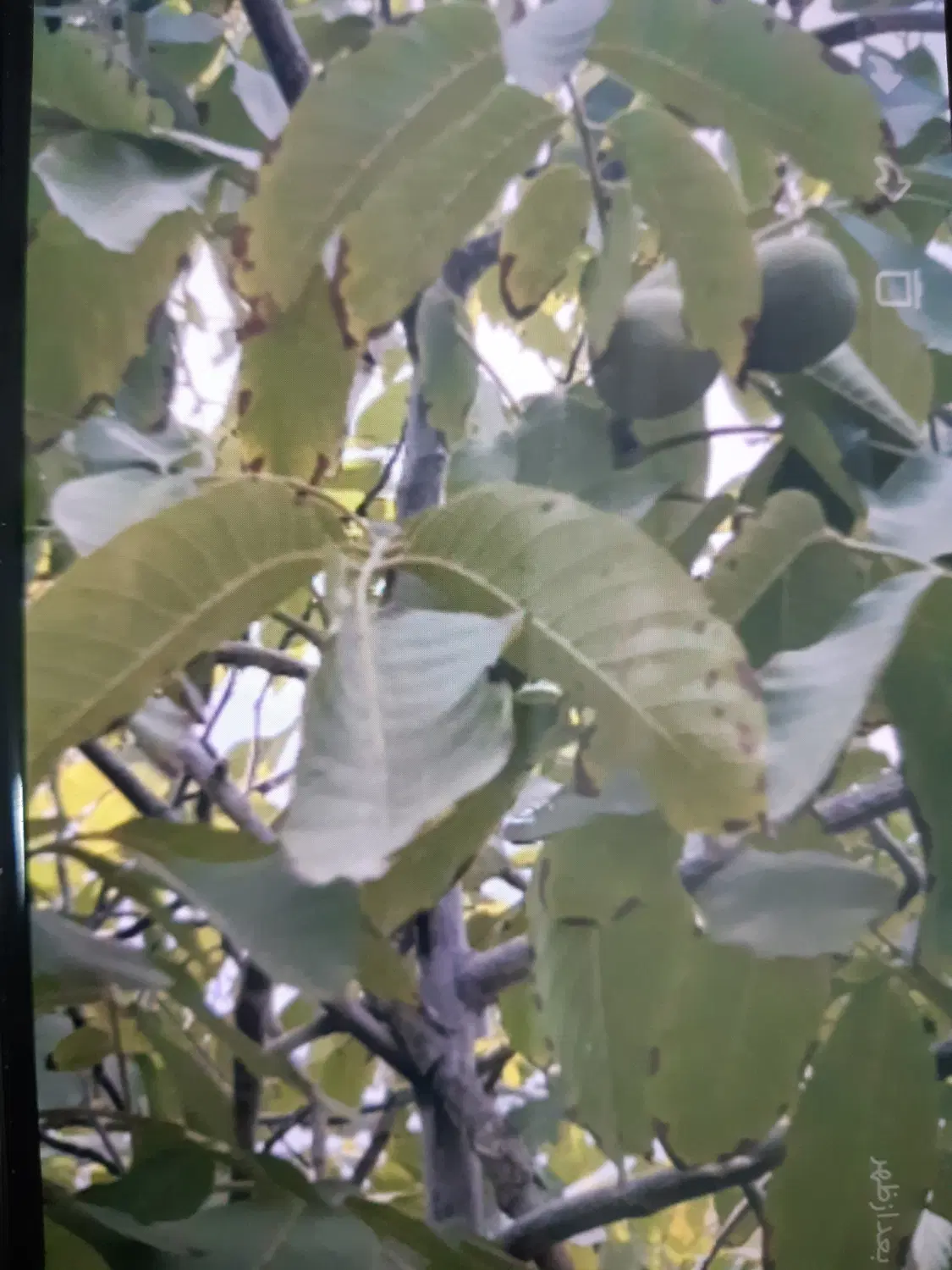باغ۴۰۰متری روستای مزلقان