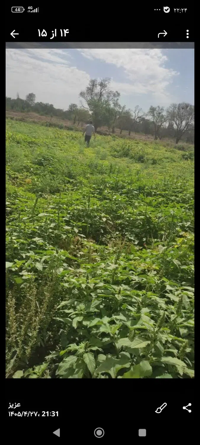زمین باغی در محمود آباد