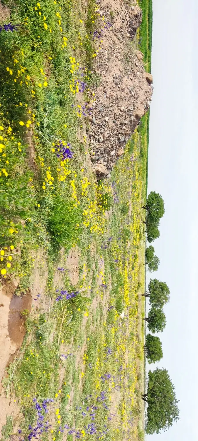 زمین فروشی