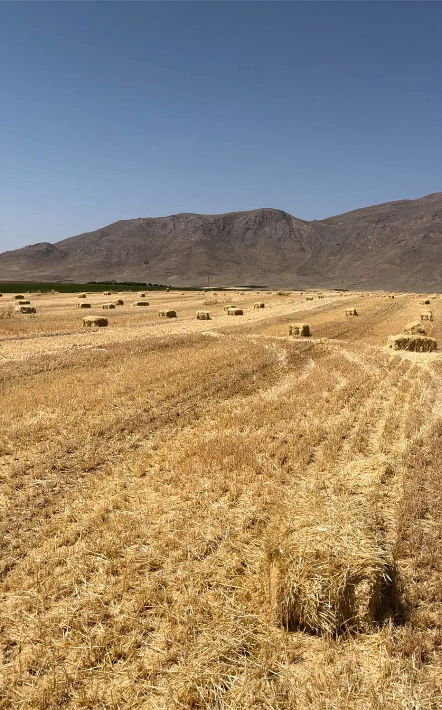 اجاره پس چرای مزارع کشاورزی