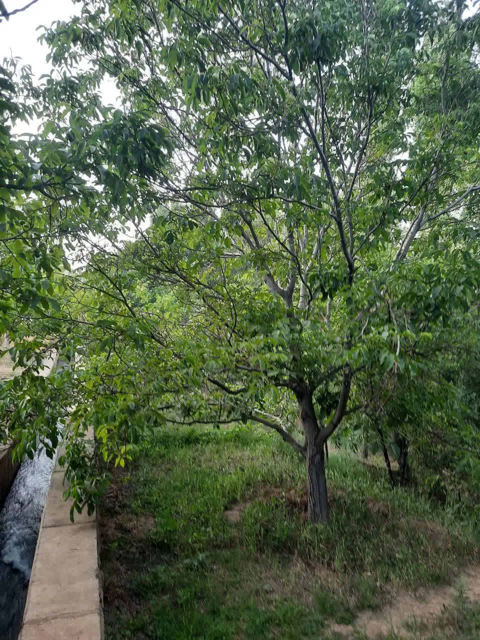 فروش باغ در همدان(روستای ابرو)