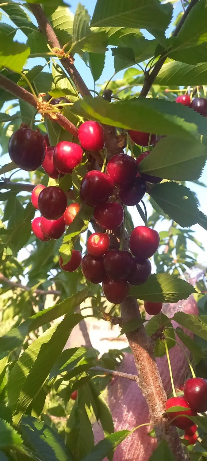 فروش خانه باغ و زمین مسکونی