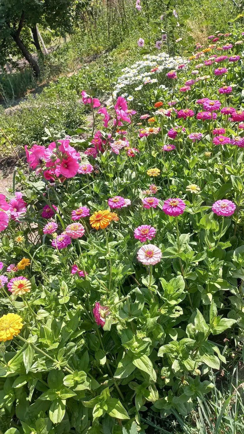 باغچه ۷۰۰ متری