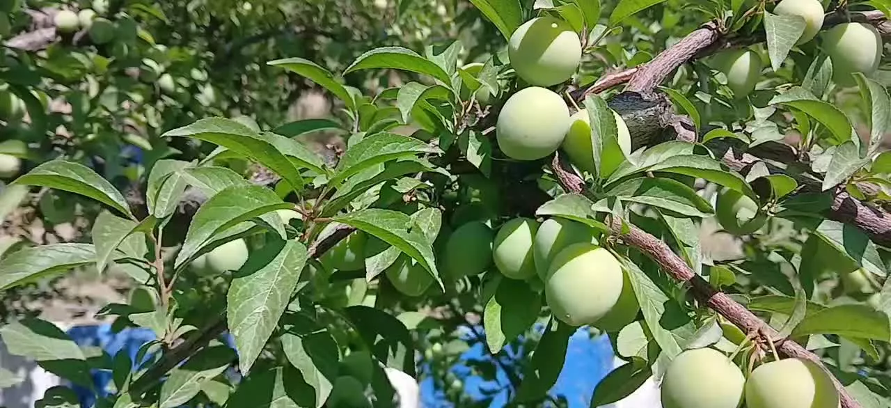 خانه باغ واقع در مریوان