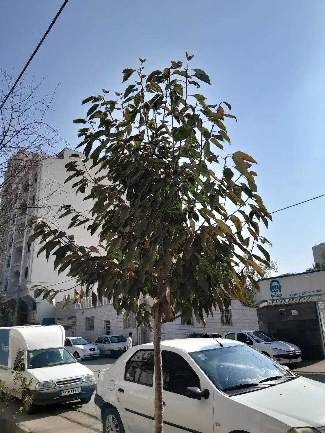 زمین ۲۰۰ متری فجردادگستری