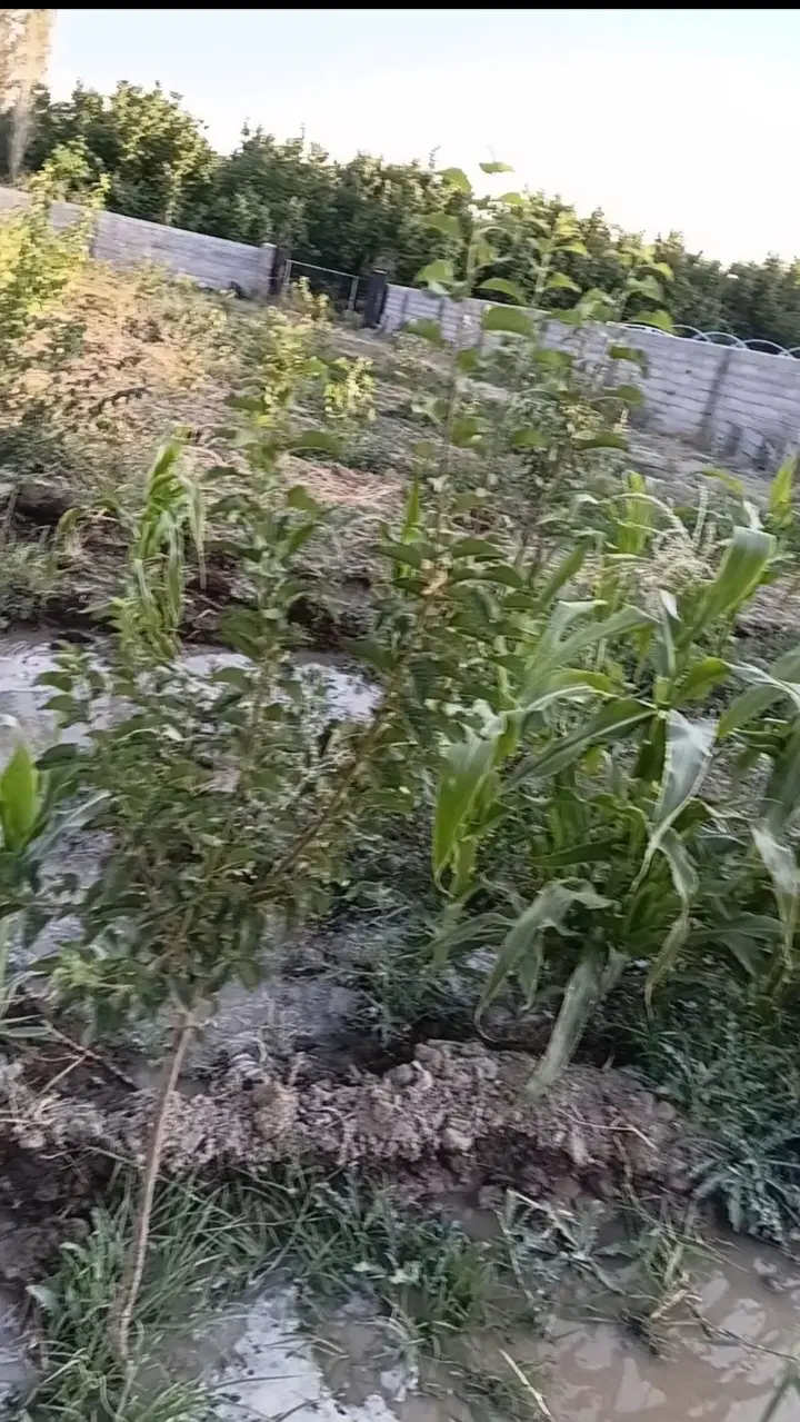 ویلا باغ