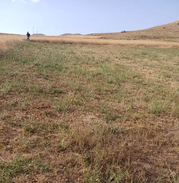 ۲ قطعه زمین کشاورزی در قاضی آباد جاده بیجار