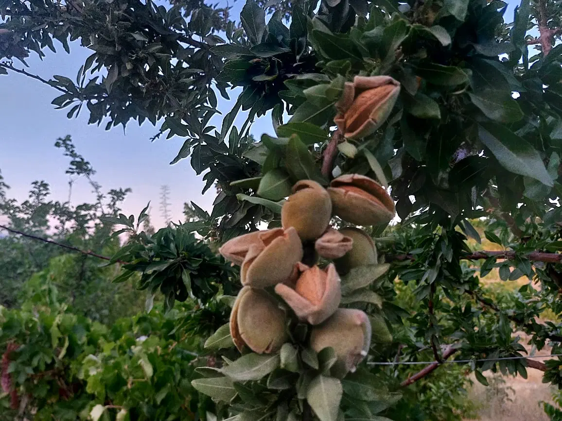 فروش باغ مزرعه باغگستران