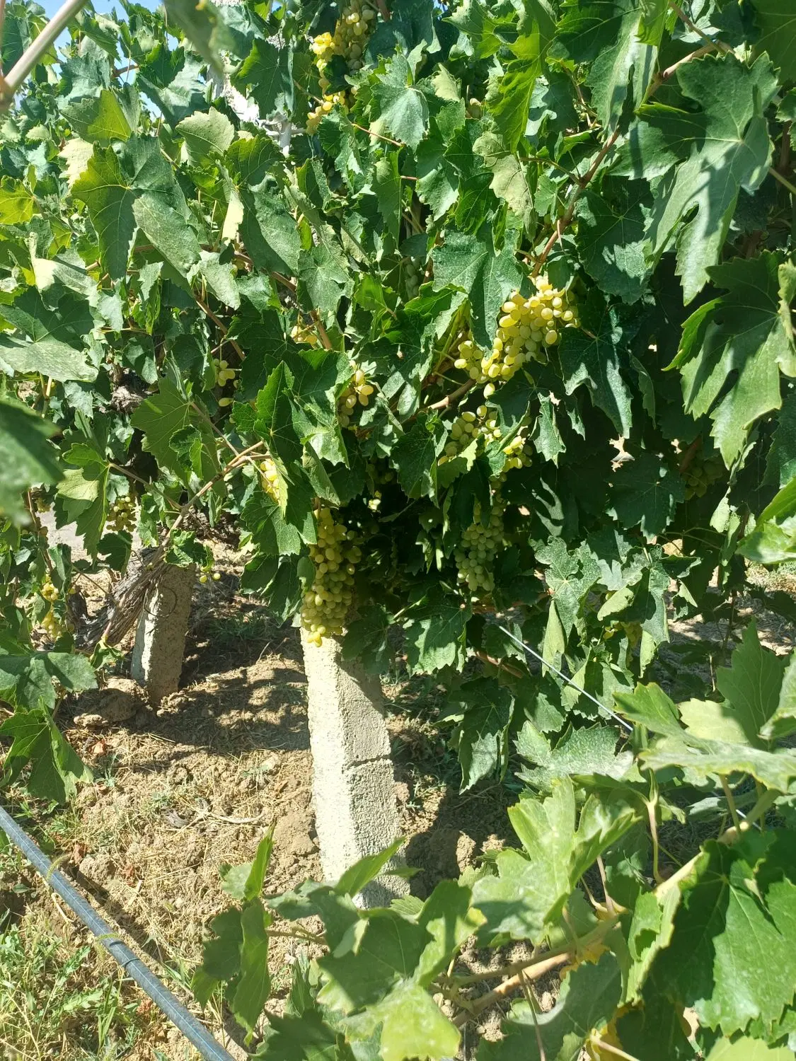 باغ انگوراجاره داده میشود