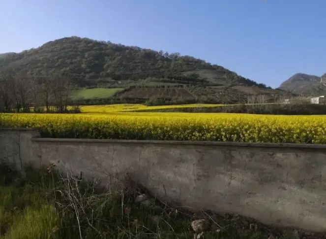 اجاره خونه