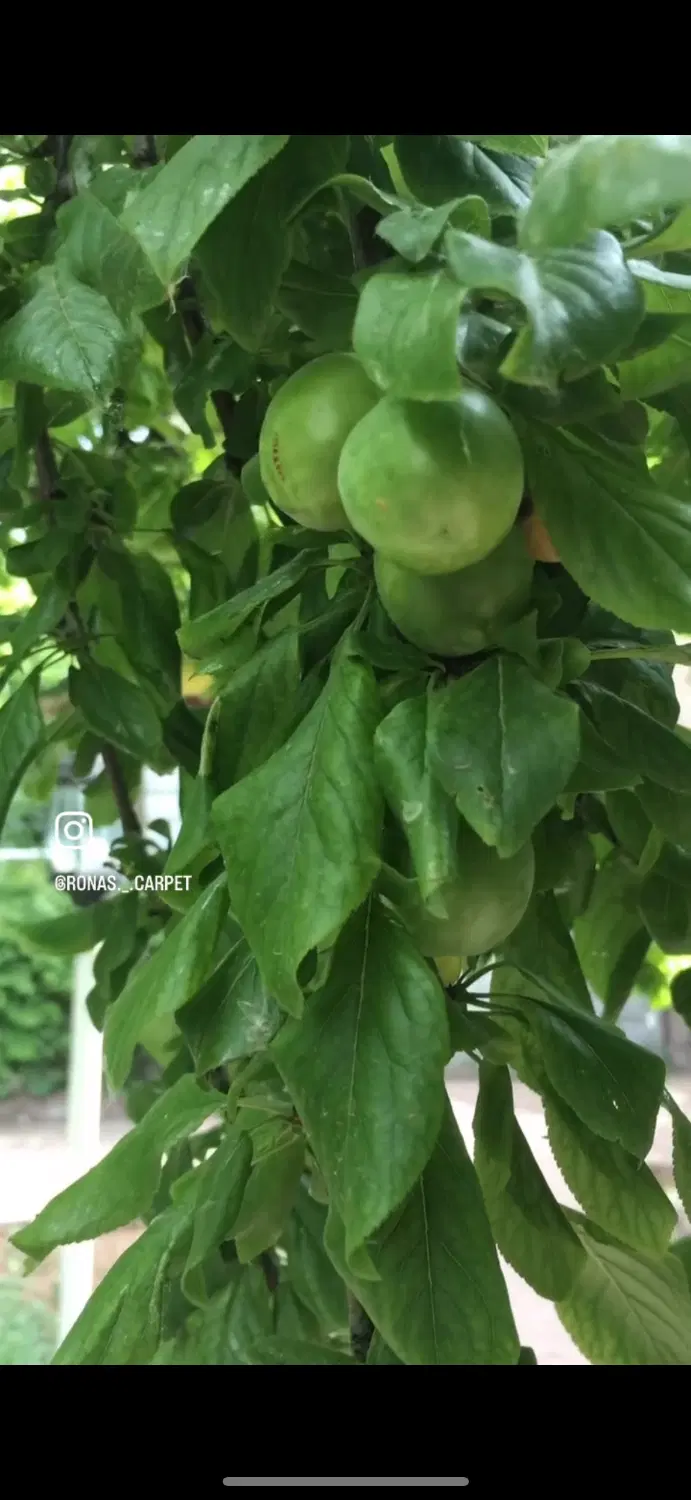 باغچه ۶۰۰ متری دماوند دشت مشا