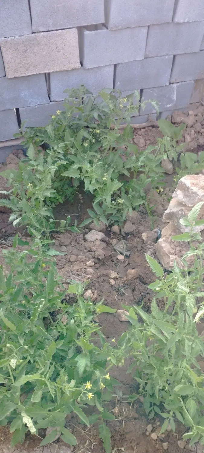 یک باب ساختمان در میلاس اصلی
