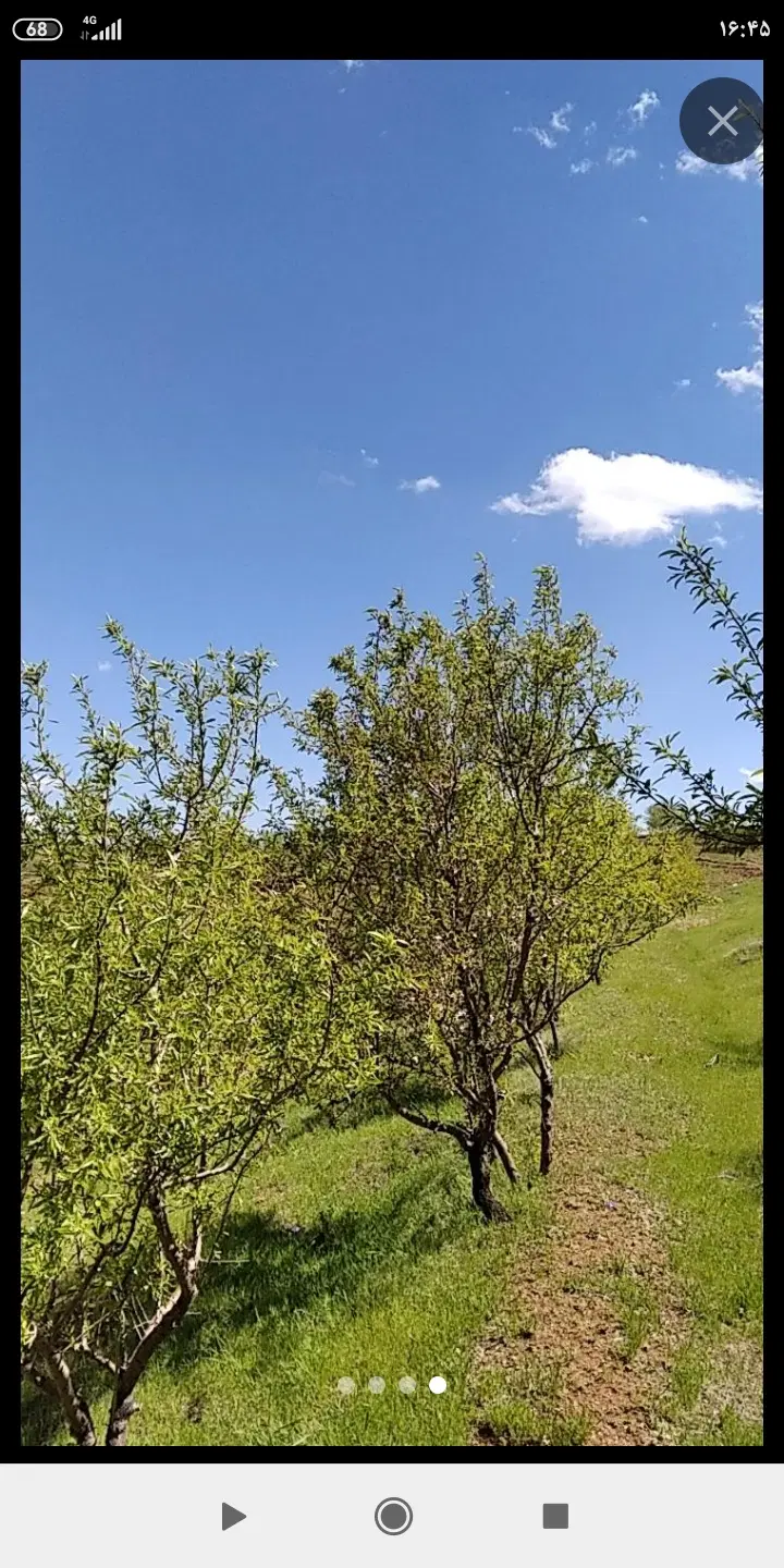دو هکتار زمین دیم