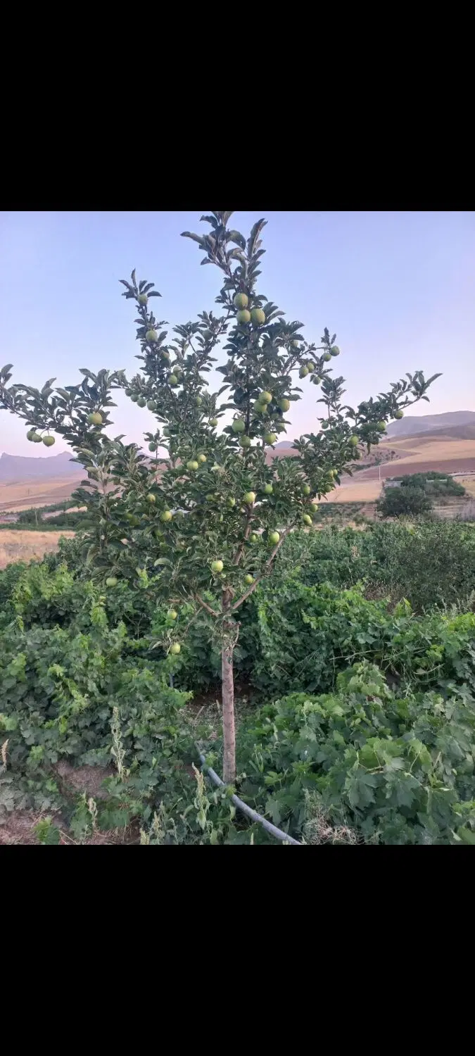فروش باغ انگور در روستای حیران