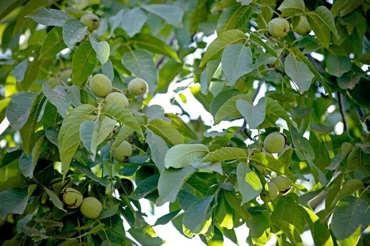 باغ قهرود در کاشان