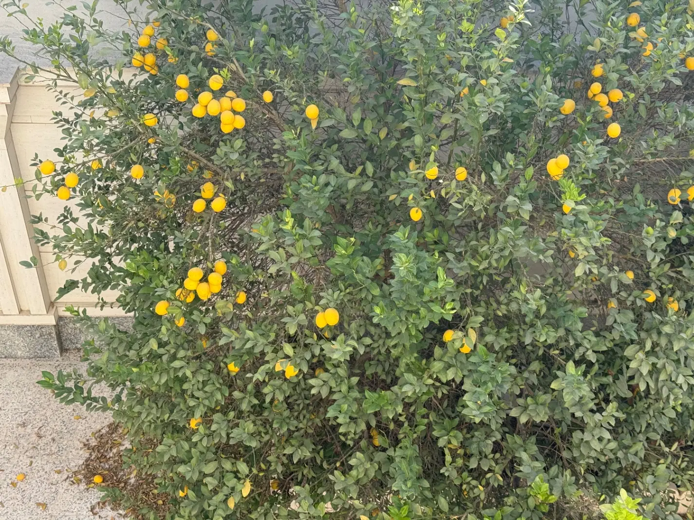 رهن و اجاره