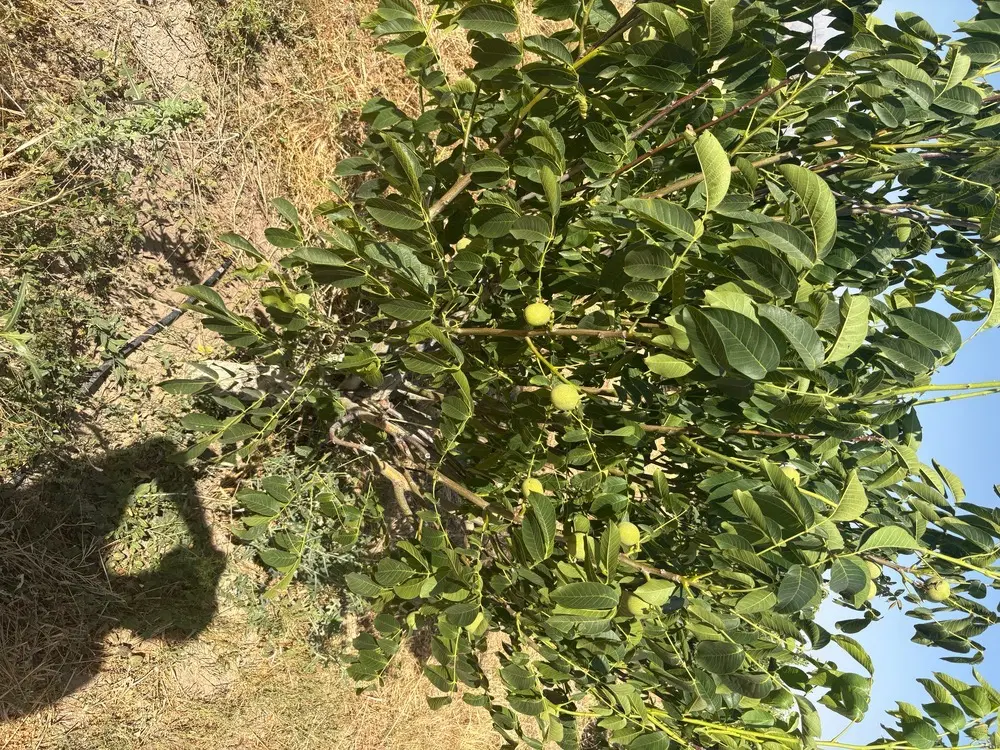زمین باغی و کشاورزی 5600متر