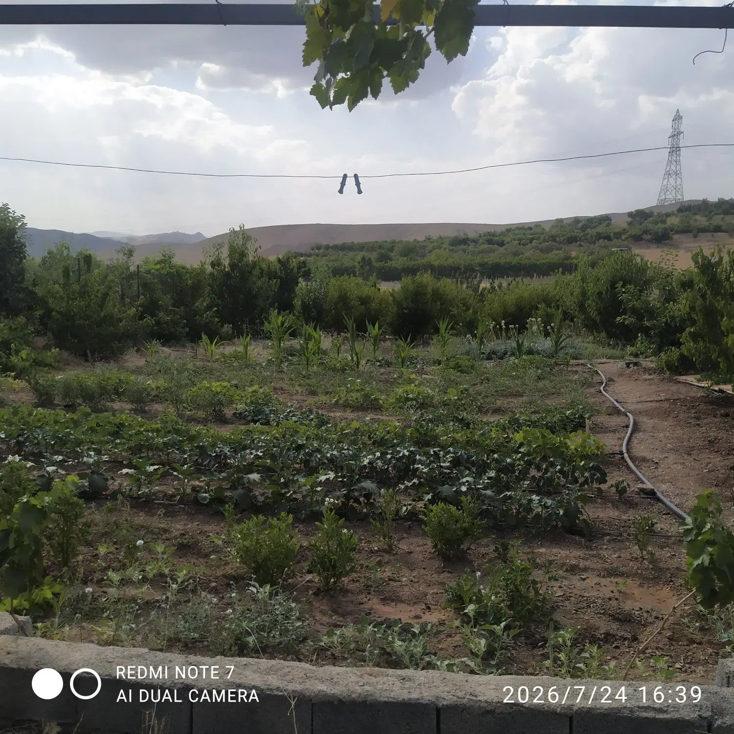 زمین باغ قلیچیان
