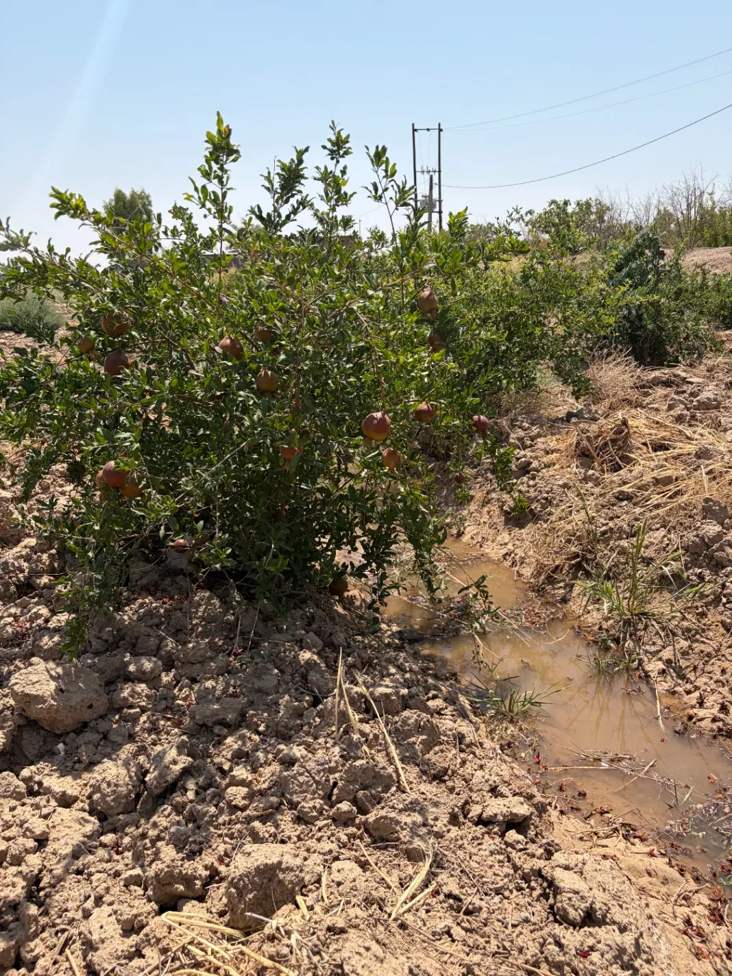 باغ سند دار