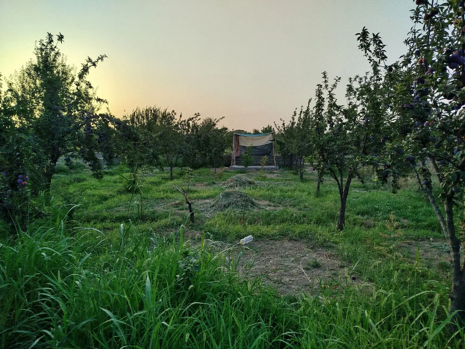 باغچه 431 متری قاسم اباد بزرگ