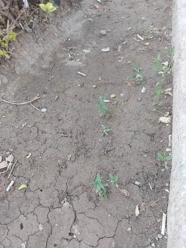 فروش زمین مشاع گویم
