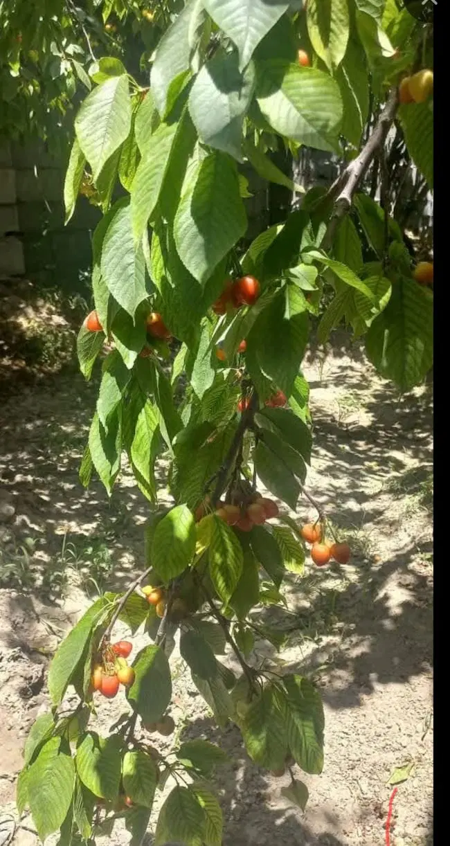 بهترین فرصت سرمایه گذاری وباغدارشدن