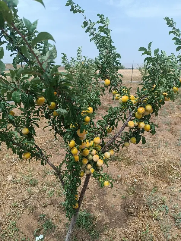 باغ ۲۰۰۰متری فروشی ـروستای بناب
