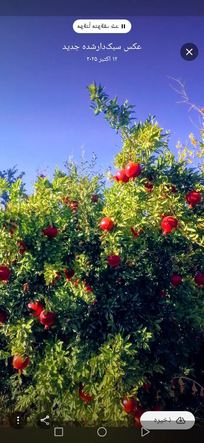 باغ انار و زمین کشاورزی