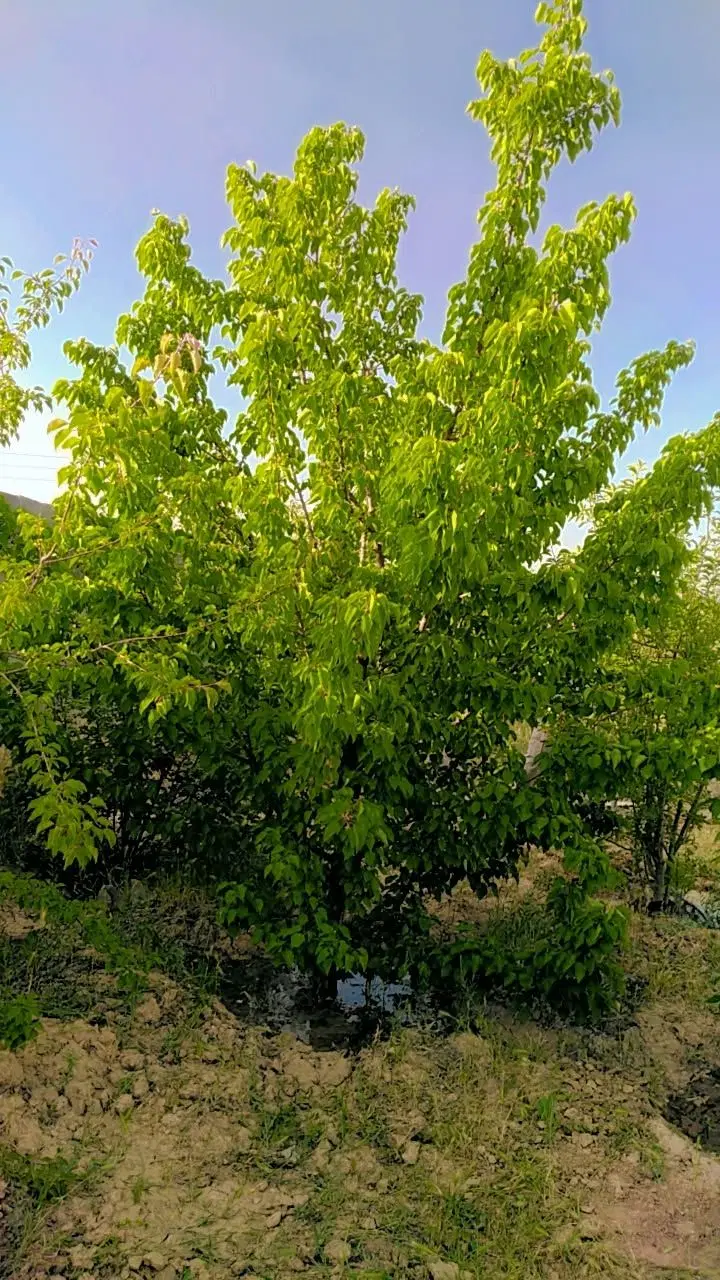 باغ 500متری شاهنامه روستای زاک معاوضه موتور پراید