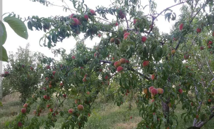 یک خانه باغ 450متری