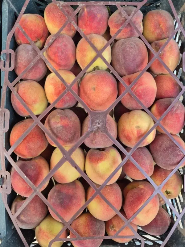 اجاره مغازه میوه فروشی