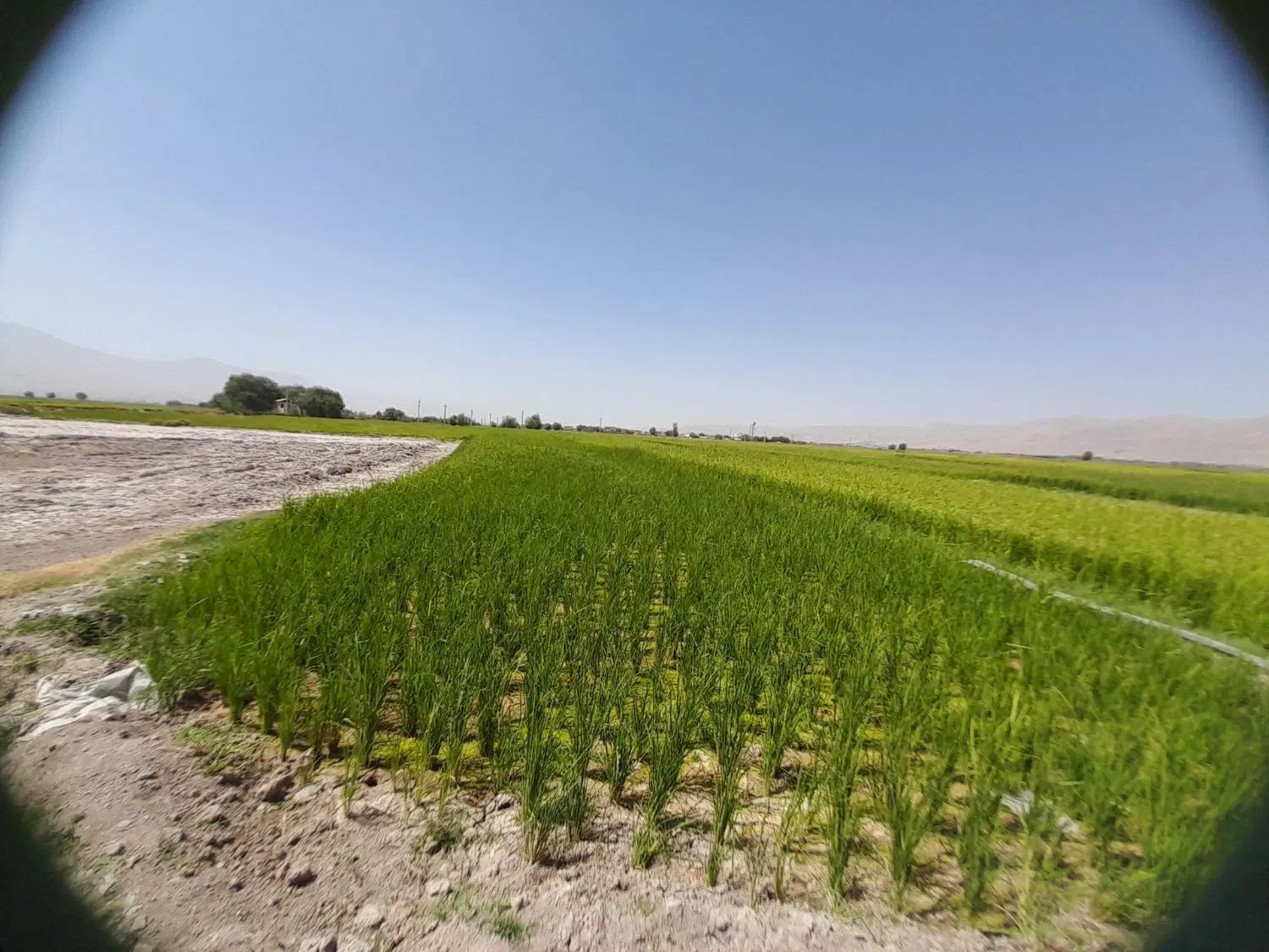زمین برنج کاری به متراژ 2000متر در روستای درمیان