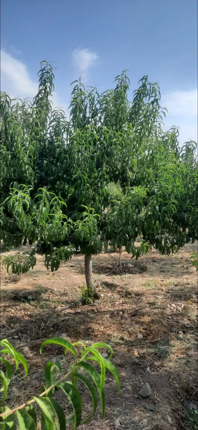 اتوبان کرج قزوین سراه زیاران  یا طالقان