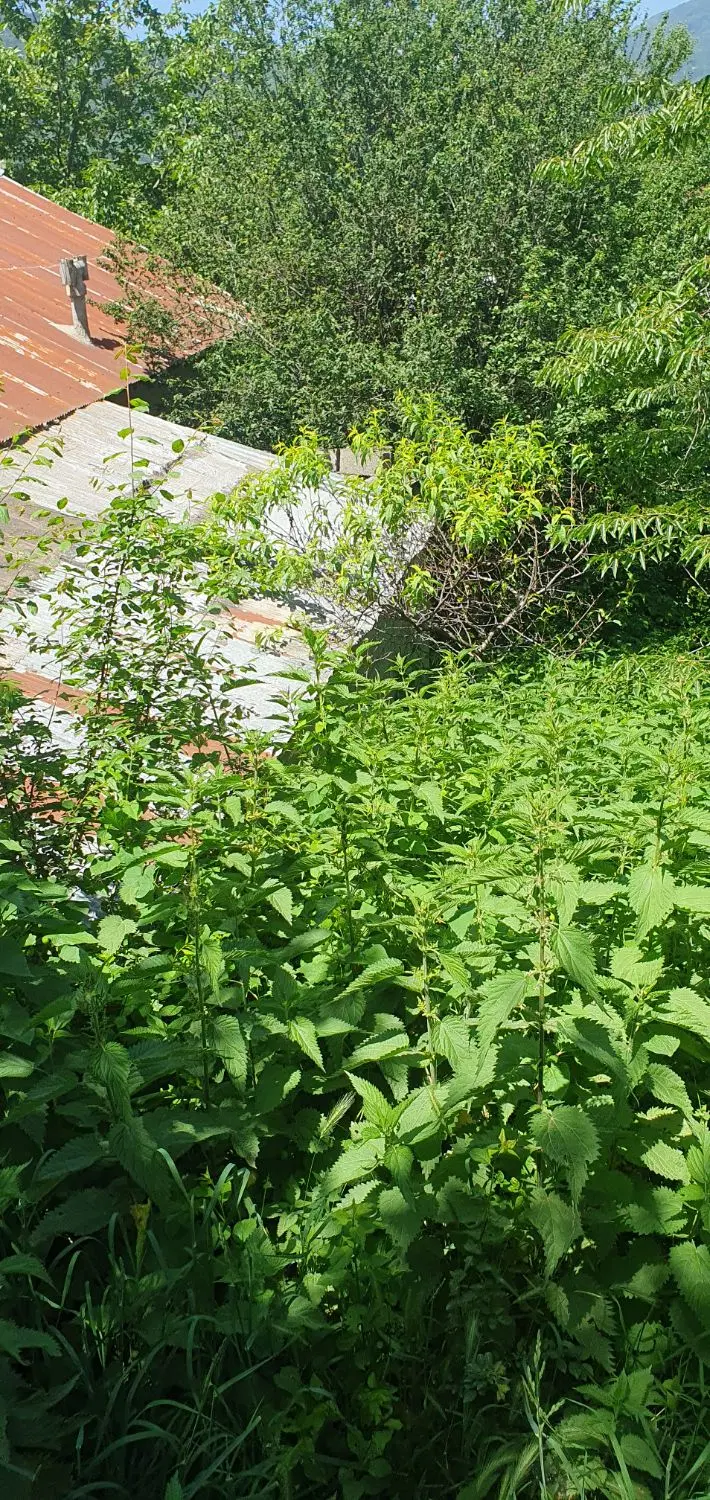 زمین داخل بافت روستای پاجی