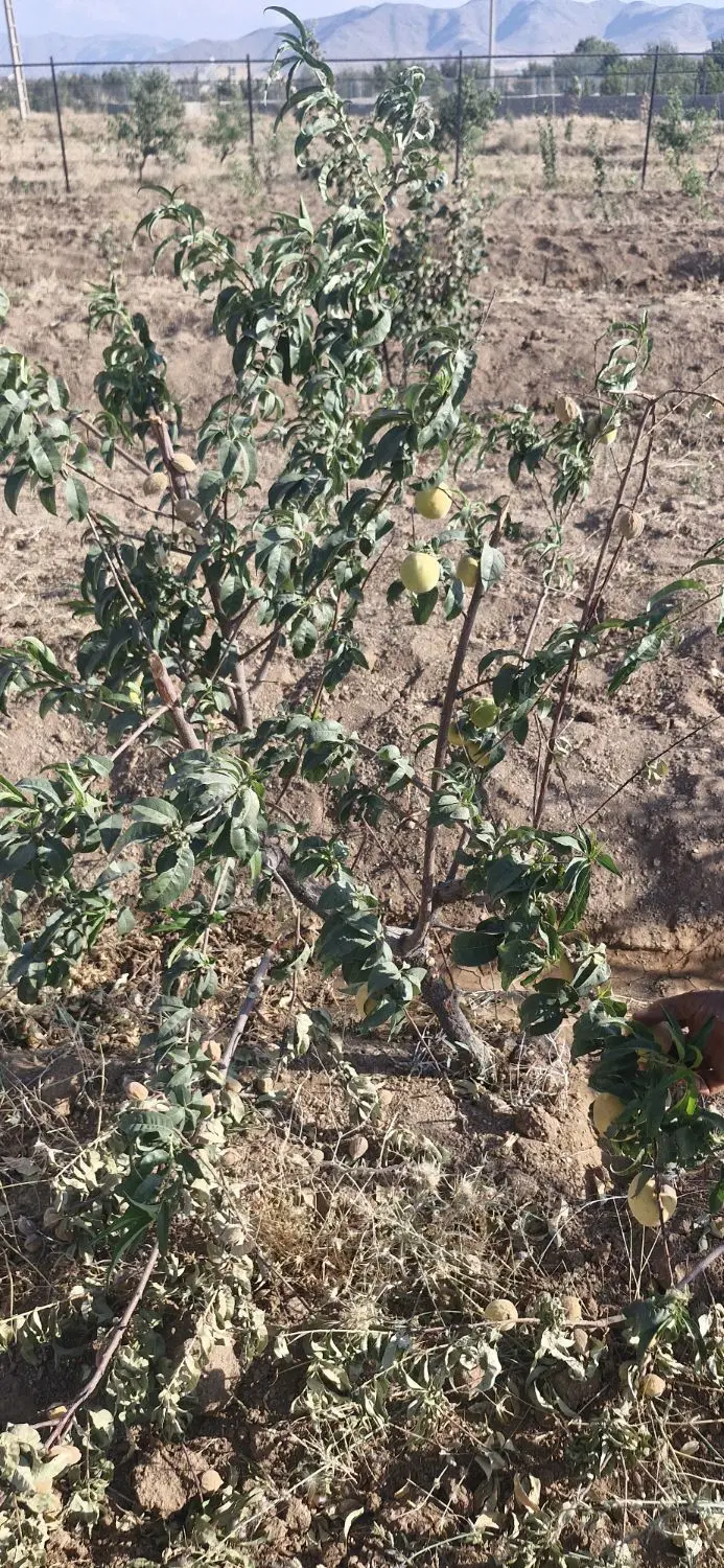 باغ با آب کافی کوهمال هزاره