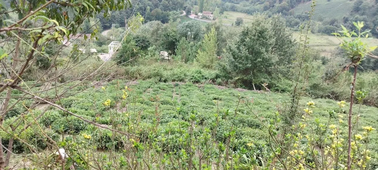 ۲۰۰۰متر زمین با ویوی فوق العاده استثنایی در سیاهکل