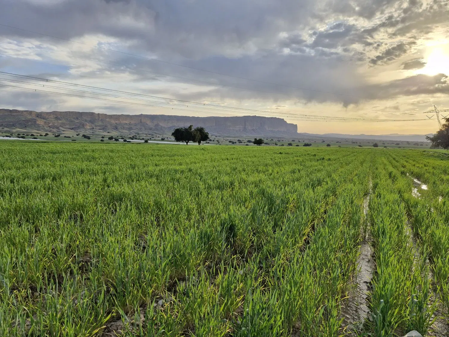 اجاره زمین کشاورزی