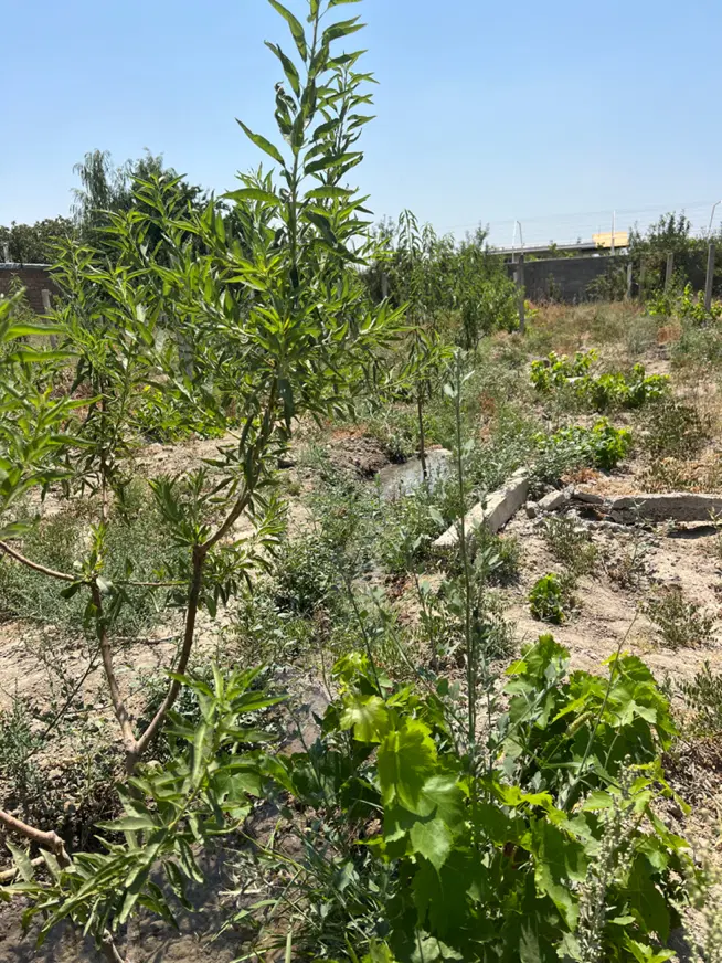 باغ امامزاده