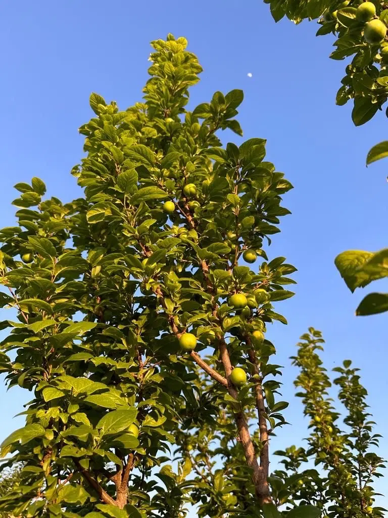 باغچه ی ۴۵۰ متری در شهریار