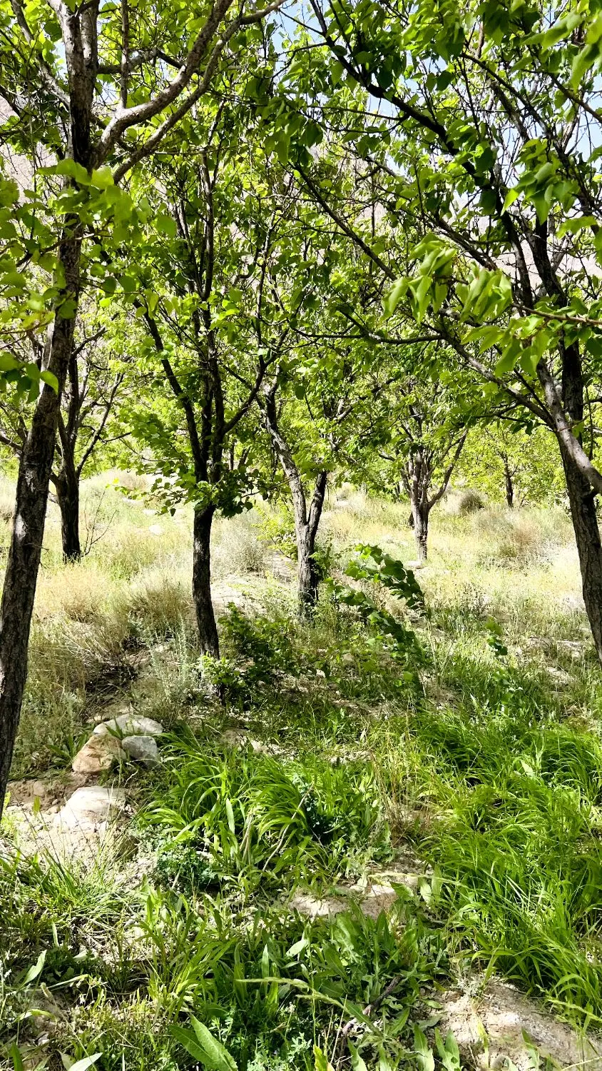 زمین باغی سیرچ