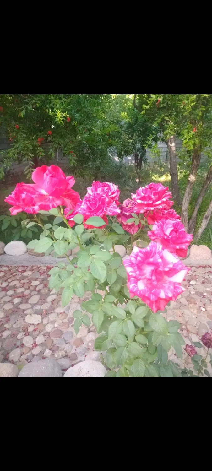 باغچه ۴۱۱ متری شهرک آرین