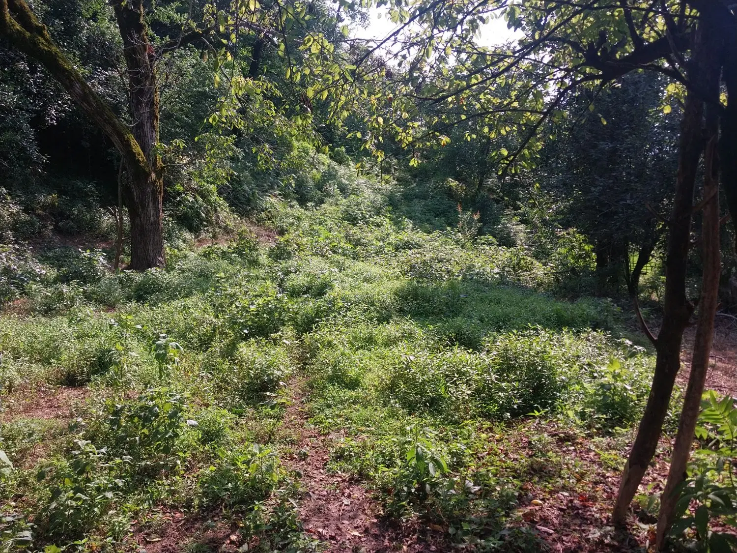 فروش زمین