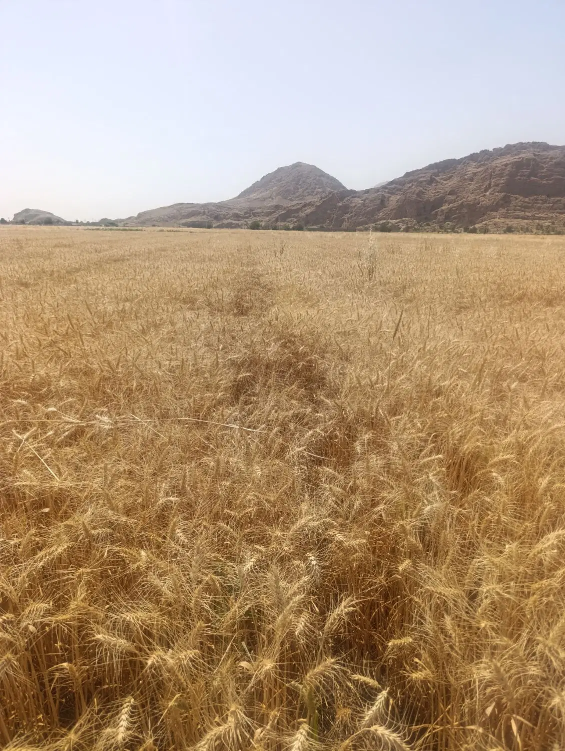 زمین روستای دوبان
