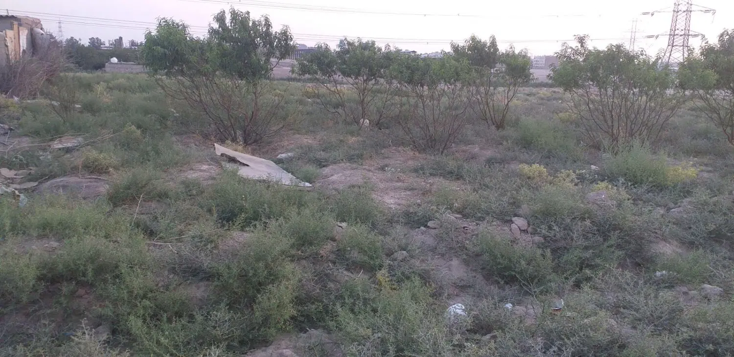 باغچه سند تک برگ