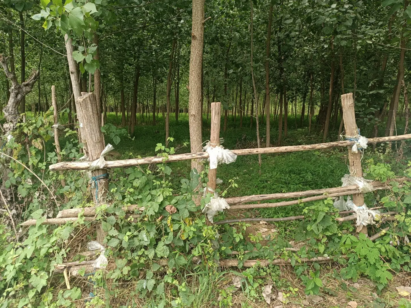 زمین باغات با چوب دوساله