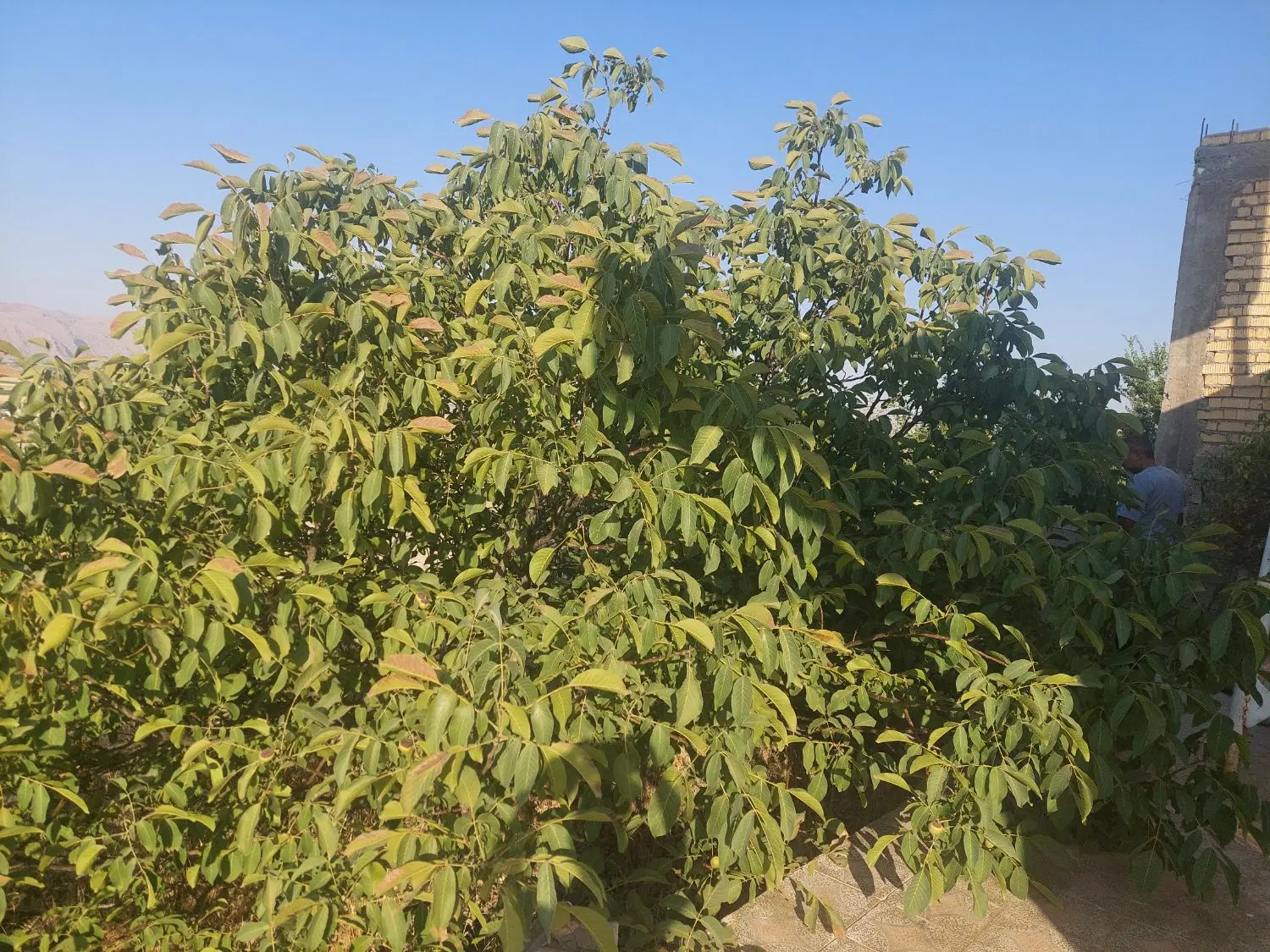 باغچه شهری ۱۰۰۰ متری با ویلای مهندسی ساز،آب و‌ برق