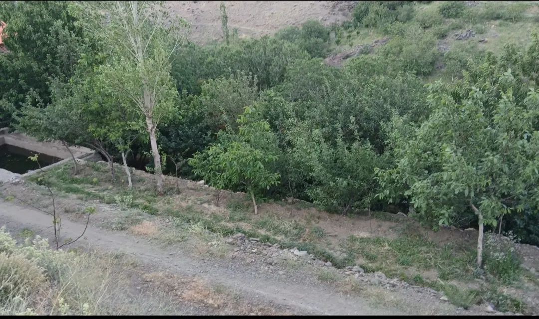 باغ میوه